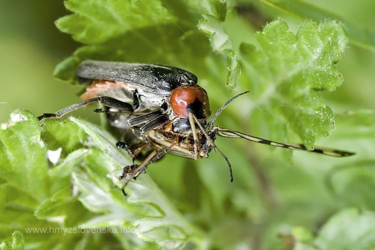 Cantharis sp. (2)